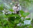 Aromatherapy - Peppermint